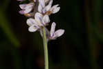 Sampson's snakeroot